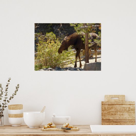 Rocky Mountain Moose Poster (Küche)