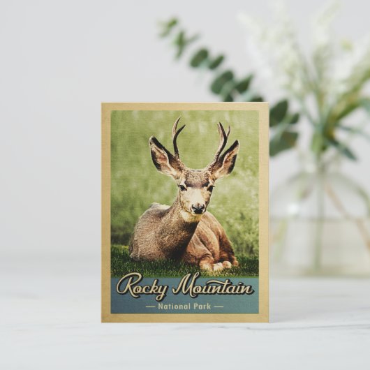 Rocky Mountain Nationalpark Hirsch Vintag Postkarte (Stehend Vorderseite)