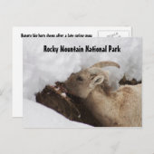 Rocky Mountain Nationalpark Postcard Postkarte (Vorne/Hinten)