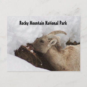 Rocky Mountain Nationalpark Postcard Postkarte