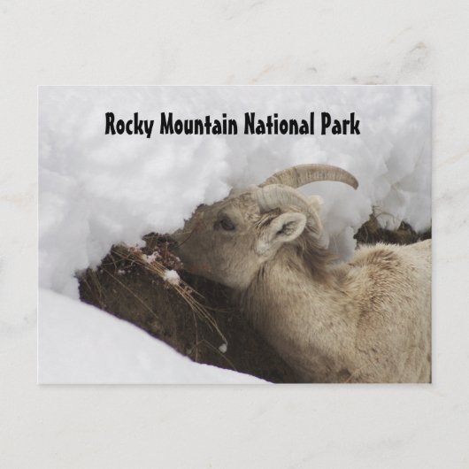 Rocky Mountain Nationalpark Postcard Postkarte (Vorderseite)