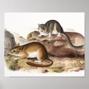 Rocky Mountain Neotoma-Maus (Neotoma Drummondii) Poster