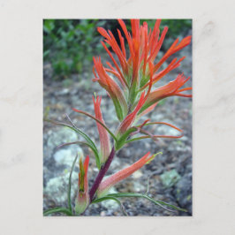 Rocky Mountain Park Postkarte