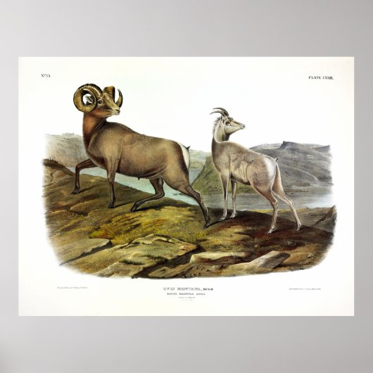 Rocky Mountain Sheep, Bighorn Sheep von Audubon Poster (Vorne)