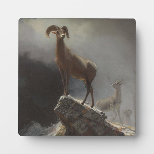 Rocky Mountain Sheep oder Big Horn, Ovis, Montana, Fotoplatte (Vorderseite)