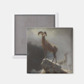 Rocky Mountain Sheep oder Big Horn, Ovis, Montana, Magnet (Vorderseite/Rückseite)