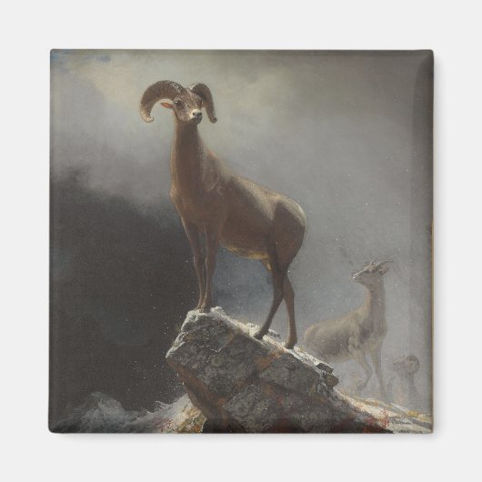 Rocky Mountain Sheep oder Big Horn, Ovis, Montana, Magnet (Vorne)