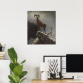 Rocky Mountain Sheep oder Big Horn, Ovis, Montana, Poster (Heimbüro)