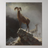 Rocky Mountain Sheep oder Big Horn, Ovis, Montana, Poster (Vorne)