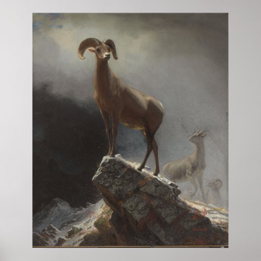 Rocky Mountain Sheep oder Big Horn, Ovis, Montana, Poster (Vorne)