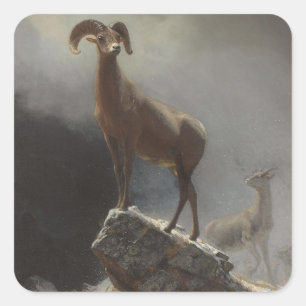 Rocky Mountain Sheep oder Big Horn, Ovis, Montana, Quadratischer Aufkleber