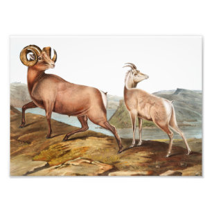 Rocky Mountain Sheep (Ovis montana) Illustration Fotodruck