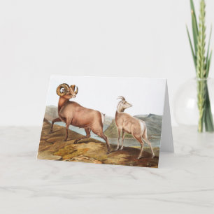 Rocky Mountain Sheep (Ovis montana) Illustration Karte