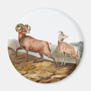 Rocky Mountain Sheep (Ovis montana) Illustration Magnet