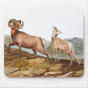 Rocky Mountain Sheep (Ovis montana) Illustration Mousepad