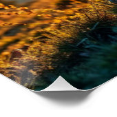 Rocky Mountain Sheep Poster (Ecke)