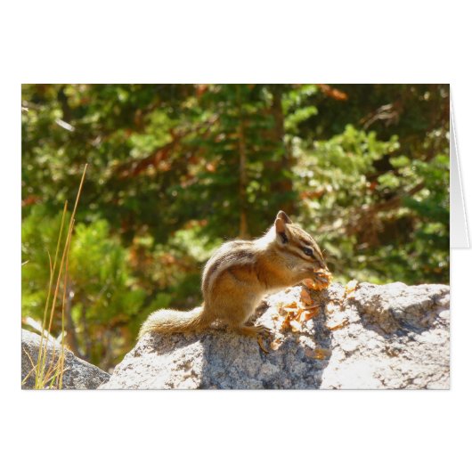 Rocky Mountain-Streifenhörnchen (Vorderseite (Horizontal))