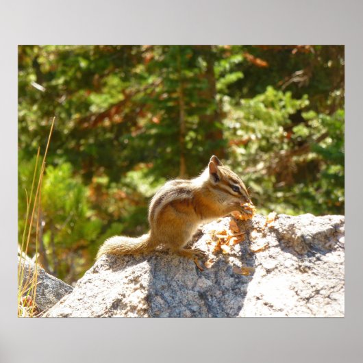 Rocky Mountain-Streifenhörnchen Poster (Vorne)