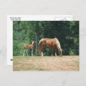 Rocky Mountain Stute und Colt Postkarte (Vorne/Hinten)