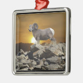 Rocky Mountain Wild Big Horn Sheep & Sunset Silbernes Ornament (Links)