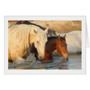 Rocky Mountain Wild Horse und ihr Baby Note Card
