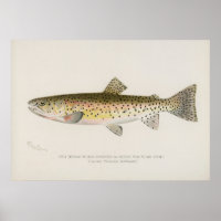 Rocky Mountains Forelle Fische Vintage Kunst