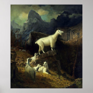 Rocky Mountains Goats Poster