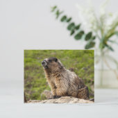 Rocky Mountains Murmeltier Postkarte (Stehend Vorderseite)
