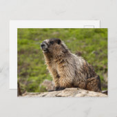 Rocky Mountains Murmeltier Postkarte (Vorne/Hinten)