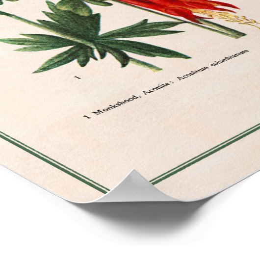 Rocky Mountains-Wildblumen Poster (Ecke)