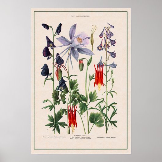 Rocky Mountains-Wildblumen Poster (Vorne)