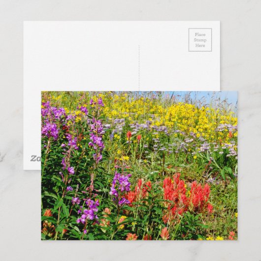 Rocky Mountains-Wildblumen Postkarte (Vorne/Hinten)