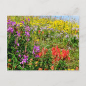 Rocky Mountains-Wildblumen Postkarte (Vorderseite)
