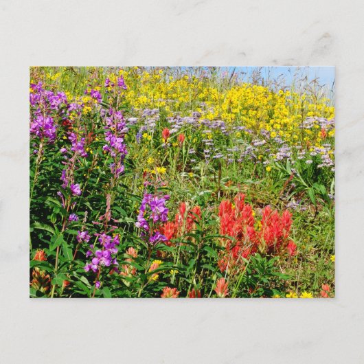 Rocky Mountains-Wildblumen Postkarte (Vorderseite)