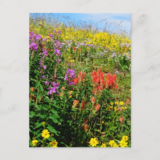 Rocky Mountains-Wildblumen Postkarte (Vorderseite)