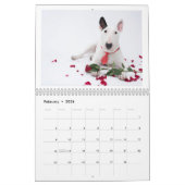 Rocky the Bull Terrier 2024 Kostümkalender Kalender (Feb 2026)