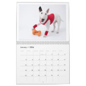 Rocky the Bull Terrier 2024 Kostümkalender Kalender (Jan 2026)