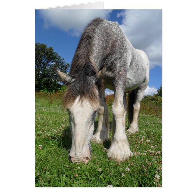 Rocky the Clydesdale Card (Vorne)