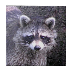 Rocky the Raccoon Fliese