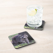 Rocky the Raccoon Getränkeuntersetzer (Rechte Seite)
