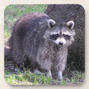 Rocky the Raccoon Getränkeuntersetzer