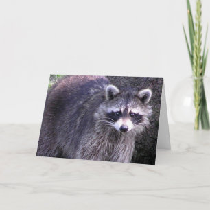 Rocky the Raccoon Karte