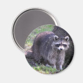 Rocky the Raccoon Magnet (Vorderseite/Rückseite)