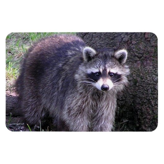 Rocky the Raccoon Magnet (Horizontal)
