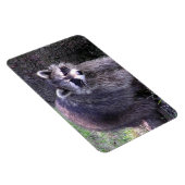 Rocky the Raccoon Magnet (Rechte Seite)
