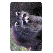 Rocky the Raccoon Magnet (Vertikal)