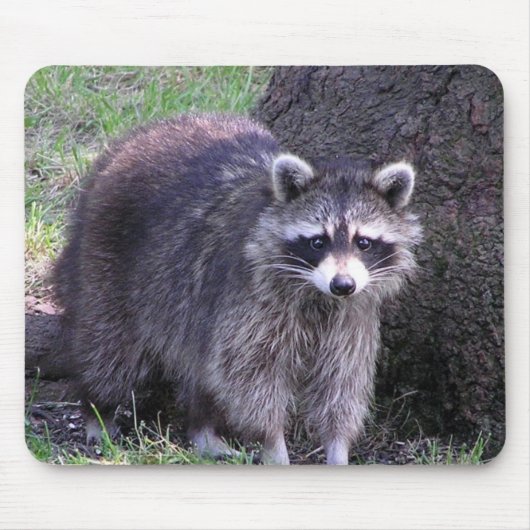 Rocky the Raccoon Mousepad (Vorne)