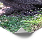 Rocky the Raccoon Poster (Ecke)