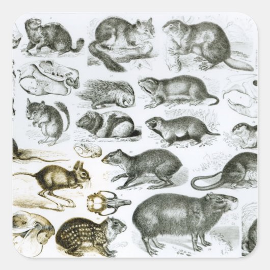Rodentia-Nagetiere oder nagende Tiere Quadratischer Aufkleber (Vorderseite)