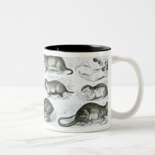 Rodentia-Nagetiere oder zerfressende Tiere Zweifarbige Tasse